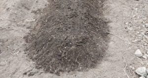 トウモロコシ用の畝