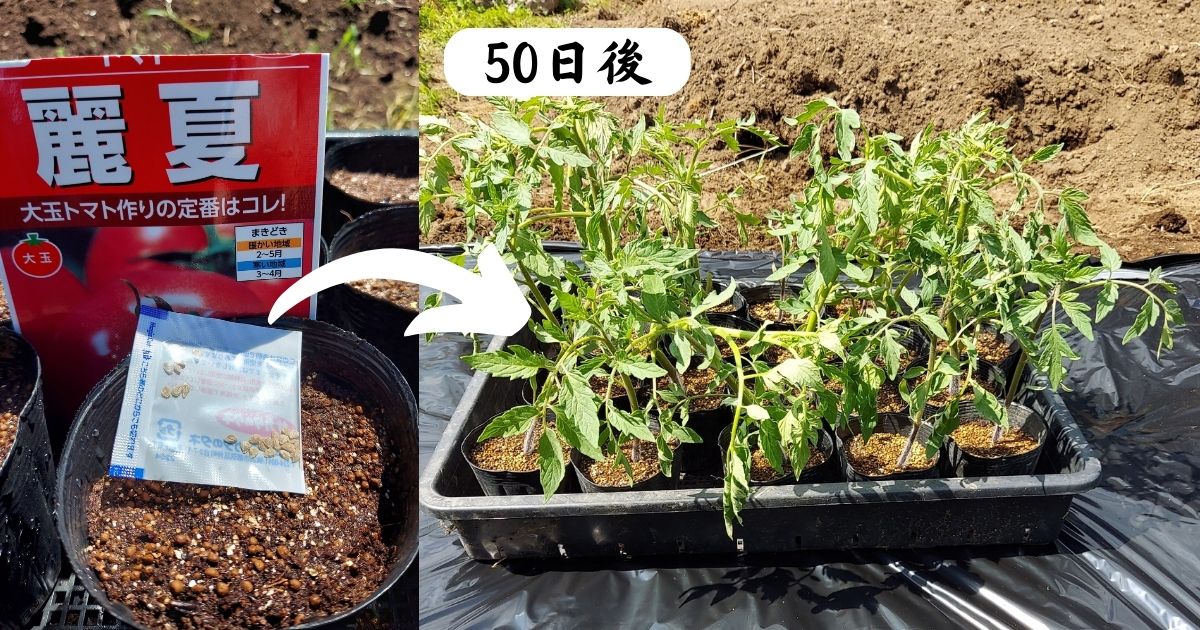 トマトは50日で定植