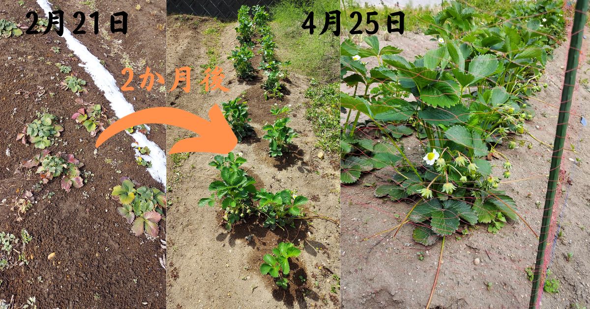 越冬イチゴの大量収穫に期待
